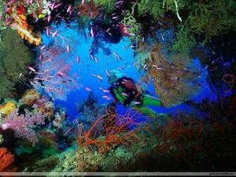 Pink Fish Ocean Life Deluxe Wallpaper Marine Biology