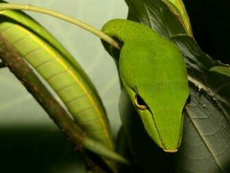 Snake Wallpaper HD In Animals Imageci