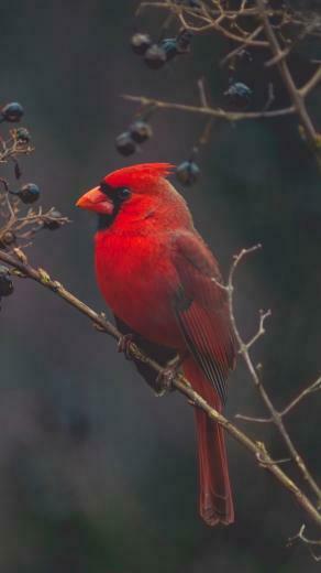 Wallpaper Cardinal Red Bird Branch iPhone