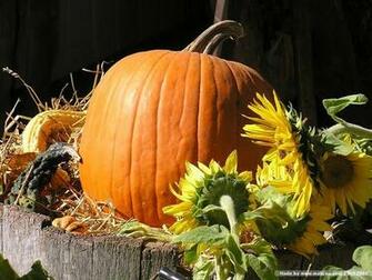 Scene Of Pumpkins Fall Pumpkin Display Thanksgiving Autumn