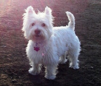 Wallpaper Westie Dogs Cute Background