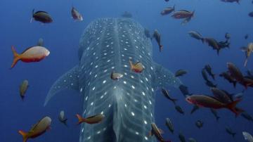 Nature Islands Whale Shark Ecuador Galapagos Wallpaper
