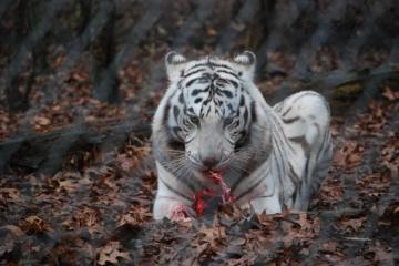 Tiger Wallpaper White Cub