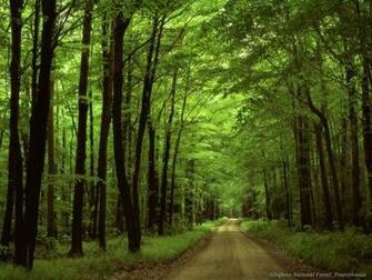 Peace Of Mind Beautiful Nature Wallpaper Forests