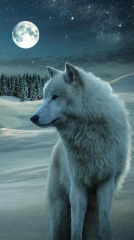 Wolf iPhone Wallpaper
