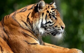 132408d1362466407 Tiger Wallpaper Pictures X Jpg