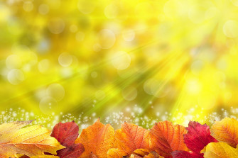 Wallpaper Rays Of Light Foliage Autumn Nature