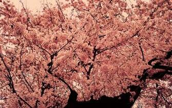 Pink Tree Wallpaper