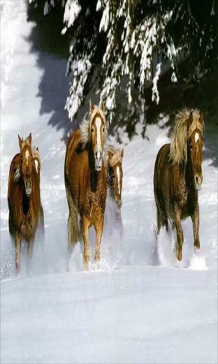 Running Horse Live Wallpaper Android Apps On Google Play