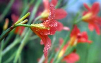 HD Wallpaper Most Beautiful Nature X Kb Jpeg