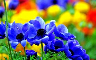 Desktop Background Flowers