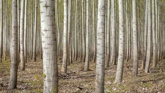 Dense Forest Trees 4k Ultra HD Desktop Wallpaper Uploaded By