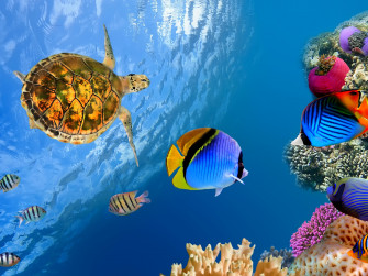 Underwater Landscape 4k Ultra HD Wallpaper
