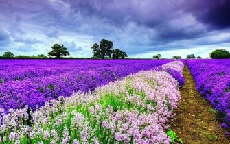 Beautiful Spring Pictures Wallpaper High Definition Quality