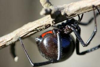 Black Widow Spider Pictures Wallpaper Of