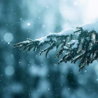 Snow Trees Lens Flare iPad Air Wallpaper iPhone