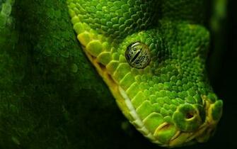 Snake Eye Wallpaper