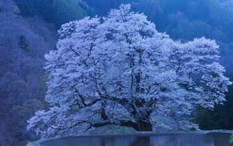 Snowy Tree Wallpaper Background HD