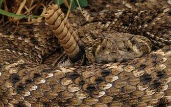 Rattlesnake Computer Wallpaper Desktop Background