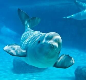 Beluga Whale Wallpaper Image Group