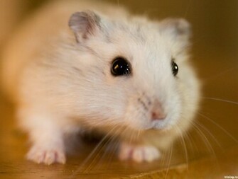 Big Cute Hamster Face Wallpaper