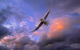 Wonderful Flying Bird Wallpaper