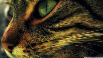 Wallpaper Cat 1080p HD Upload At December By