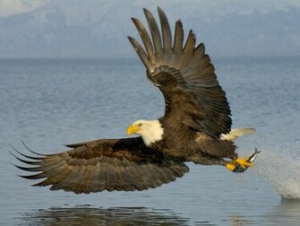 Bald Eagle Photos Wallpaper Animals Background