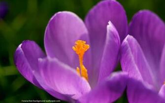 Soft Focus Crocus Flower Wallpaper Pixels