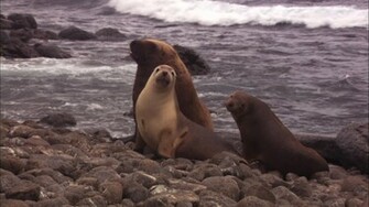 Australian Sea Lions Wide Wallpaper Travel HD