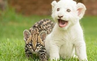 Tiger And Lion Cubs Playing Wallpaper