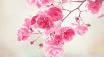 Pink Flower Wallpaper Sf