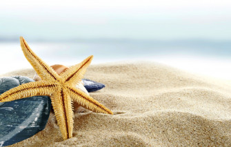 Wallpaper Sand Sea Beach Shore Shell Summer Blue