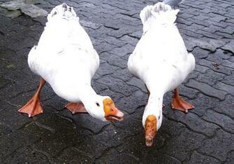 Funny Goose Wallpaper For Desktop Animal