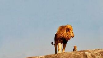 Lions And Tigers HD Wallpaper