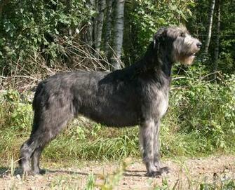 Irish Wolfhound Wallpaper