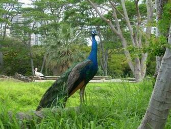 Peacock Blue Wallpaper