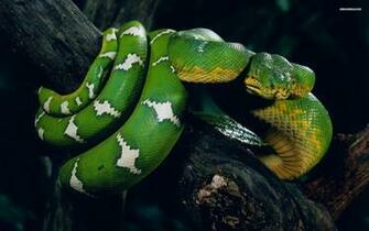 Cool Snake Wallpaper