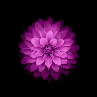 iPad Mini Wallpaper HD Retina Ready Stunning