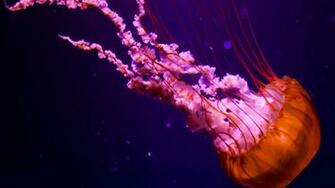 Jellyfish Wallpaper High Quality