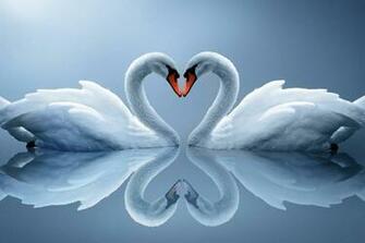 Love Birds