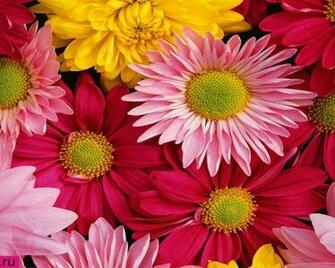 Pink Gerbera Daisy Wallpaper Flower