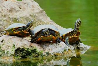 4k Ultra HD Turtle Wallpaper Background Image