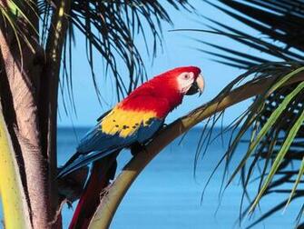 Scarlet Macaw Wallpaper Animals