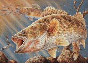 Beckham Wallpaper Walleye Seasonal Fishing