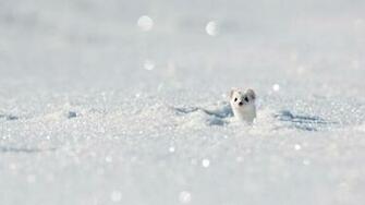 Stoat Aka Ermine In The Jura Mountains France Wallpaper By