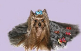 Yorkshire Terrier Wallpaper