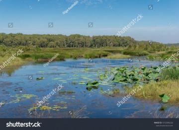 Wetlands Nature Background With Water Lilies And Plants