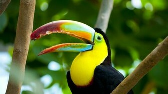 Toucan Bird HD Wallpaper