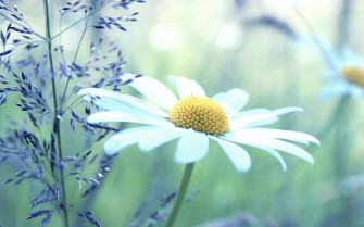 HD Daisy Wallpaper